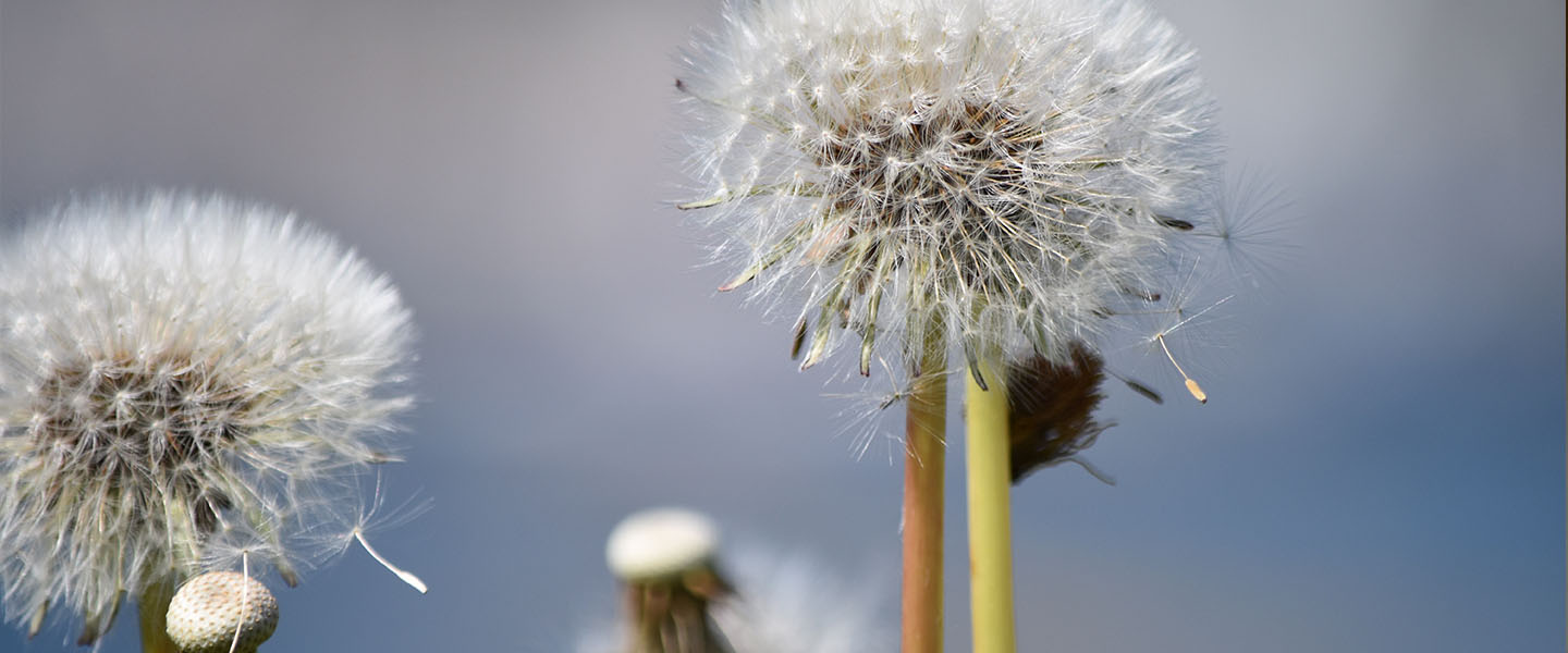 Immunotherapie tegen hooikoorts